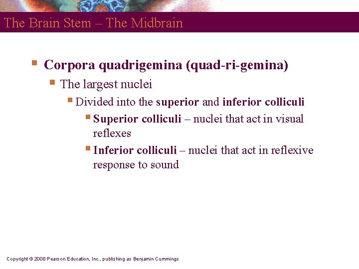 The Brain Stem – The Midbrain § Corpora quadrigemina (quad-ri-gemina) § The largest nuclei