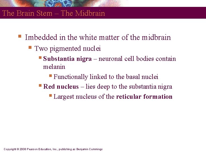 The Brain Stem – The Midbrain § Imbedded in the white matter of the