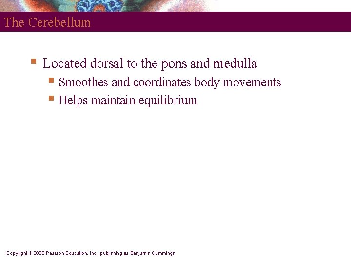 The Cerebellum § Located dorsal to the pons and medulla § Smoothes and coordinates
