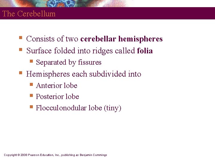 The Cerebellum § § Consists of two cerebellar hemispheres Surface folded into ridges called