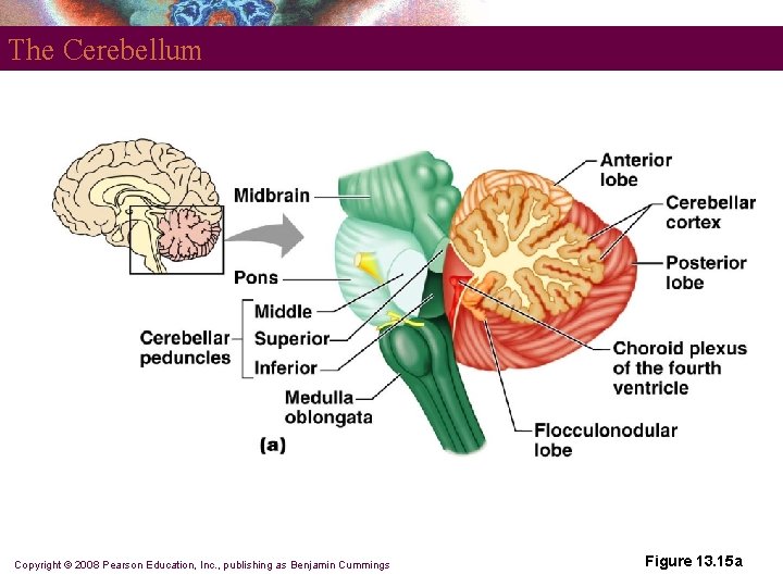 The Cerebellum Copyright © 2008 Pearson Education, Inc. , publishing as Benjamin Cummings Figure