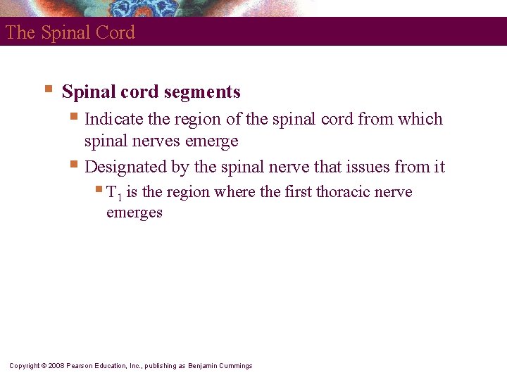 The Spinal Cord § Spinal cord segments § Indicate the region of the spinal