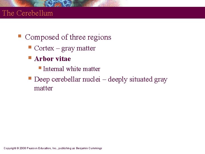 The Cerebellum § Composed of three regions § Cortex – gray matter § Arbor