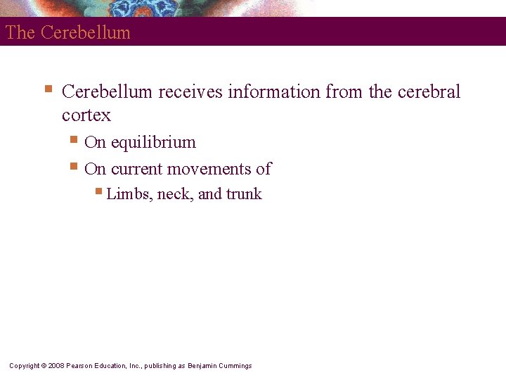 The Cerebellum § Cerebellum receives information from the cerebral cortex § On equilibrium §
