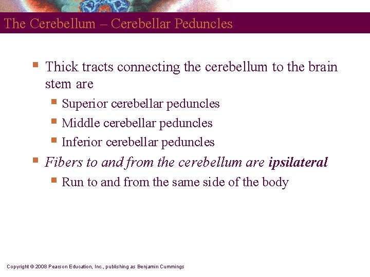 The Cerebellum – Cerebellar Peduncles § Thick tracts connecting the cerebellum to the brain