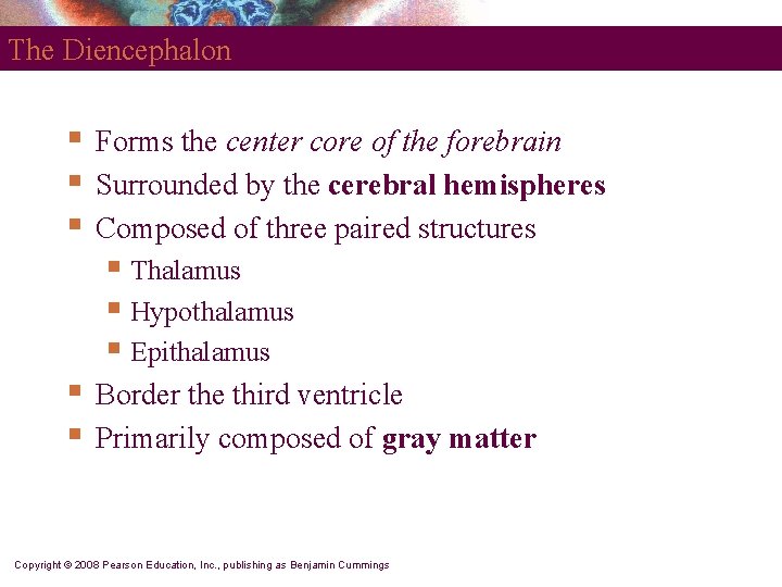 The Diencephalon § § § Forms the center core of the forebrain Surrounded by
