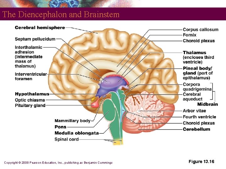The Diencephalon and Brainstem Copyright © 2008 Pearson Education, Inc. , publishing as Benjamin