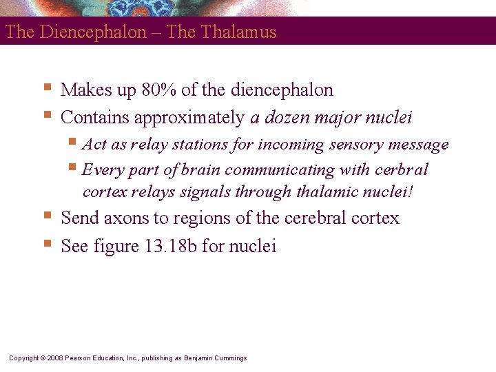 The Diencephalon – The Thalamus § § Makes up 80% of the diencephalon Contains