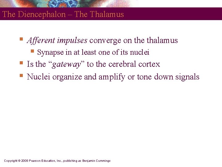The Diencephalon – The Thalamus § Afferent impulses converge on the thalamus § Synapse