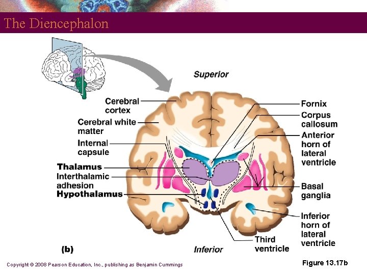 The Diencephalon Copyright © 2008 Pearson Education, Inc. , publishing as Benjamin Cummings Figure