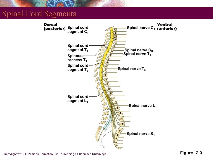 Spinal Cord Segments Copyright © 2008 Pearson Education, Inc. , publishing as Benjamin Cummings