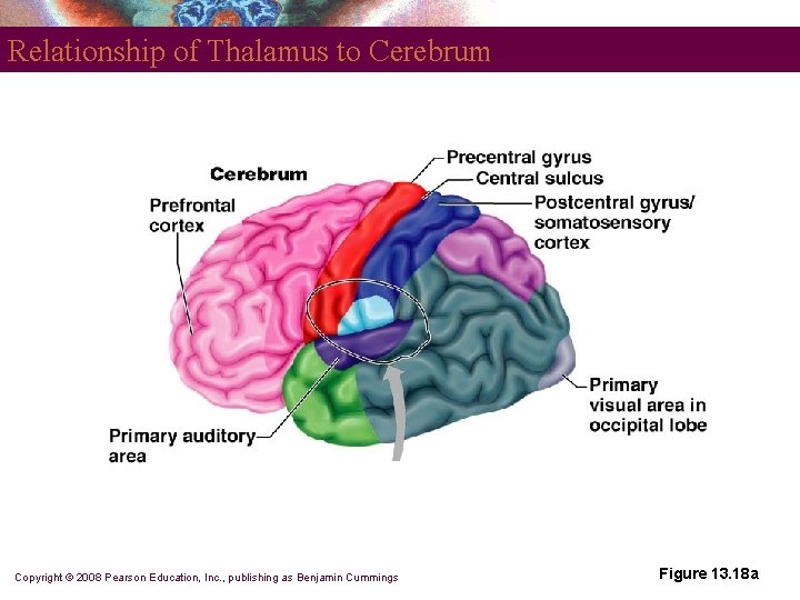 Relationship of Thalamus to Cerebrum Copyright © 2008 Pearson Education, Inc. , publishing as