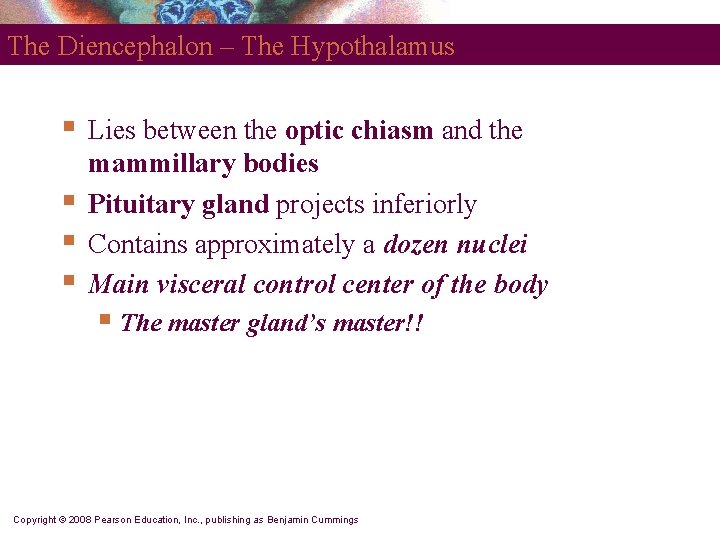 The Diencephalon – The Hypothalamus § § Lies between the optic chiasm and the