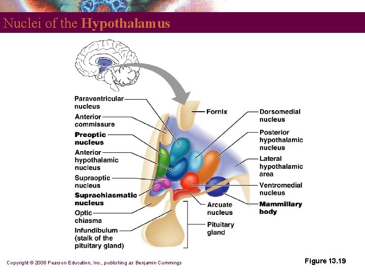 Nuclei of the Hypothalamus Copyright © 2008 Pearson Education, Inc. , publishing as Benjamin