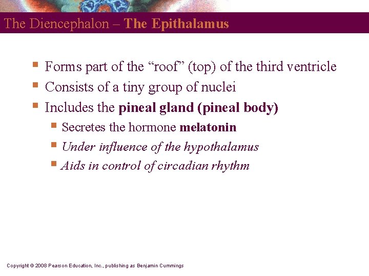 The Diencephalon – The Epithalamus § § § Forms part of the “roof” (top)