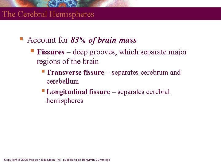 The Cerebral Hemispheres § Account for 83% of brain mass § Fissures – deep