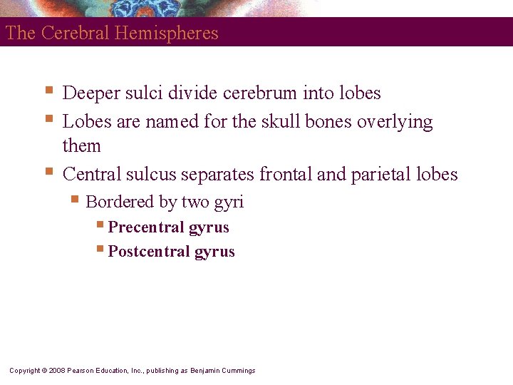 The Cerebral Hemispheres § § § Deeper sulci divide cerebrum into lobes Lobes are