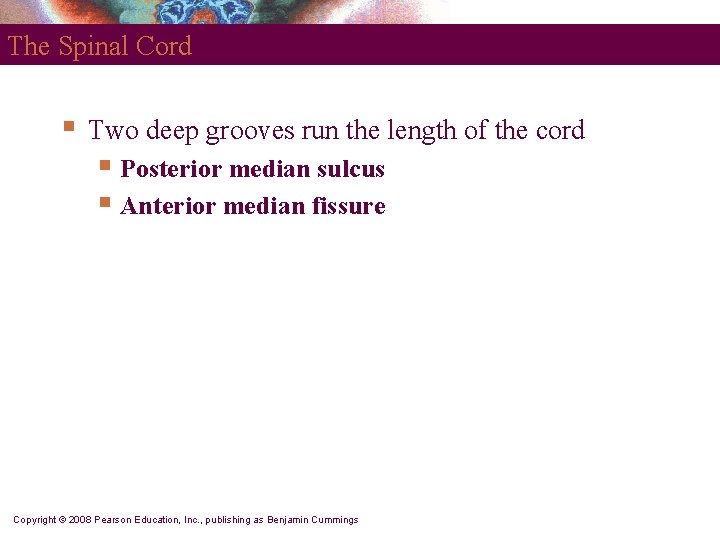 The Spinal Cord § Two deep grooves run the length of the cord §