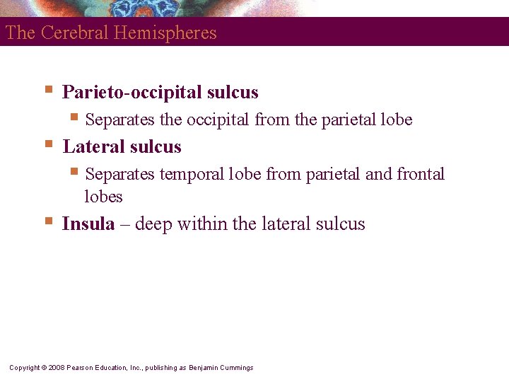 The Cerebral Hemispheres § Parieto-occipital sulcus § Separates the occipital from the parietal lobe