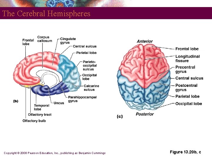 The Cerebral Hemispheres Copyright © 2008 Pearson Education, Inc. , publishing as Benjamin Cummings