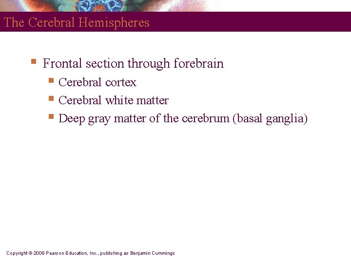 The Cerebral Hemispheres § Frontal section through forebrain § Cerebral cortex § Cerebral white