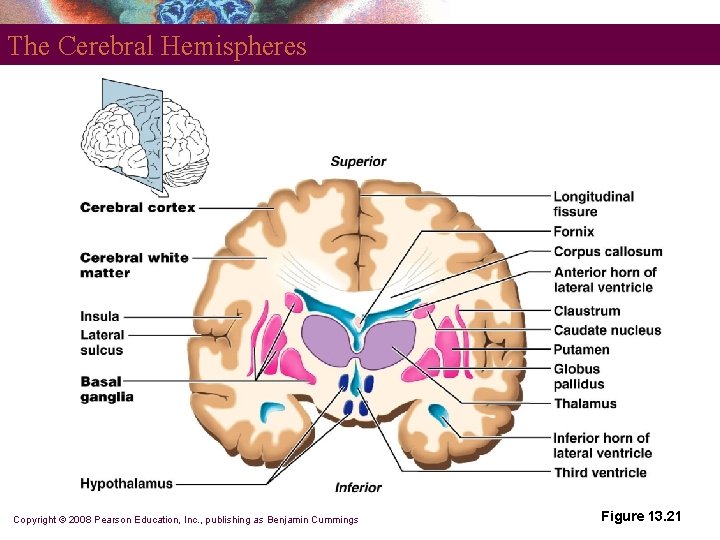 The Cerebral Hemispheres Copyright © 2008 Pearson Education, Inc. , publishing as Benjamin Cummings