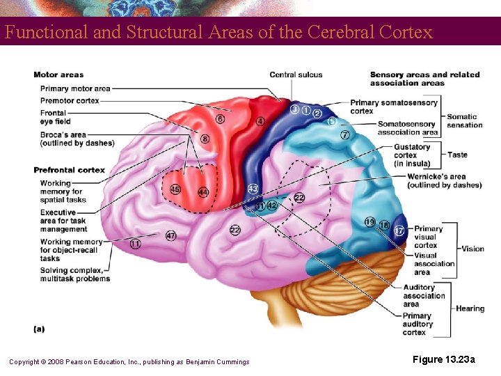 Functional and Structural Areas of the Cerebral Cortex Copyright © 2008 Pearson Education, Inc.