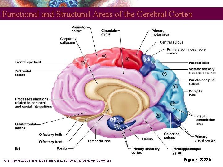 Functional and Structural Areas of the Cerebral Cortex Copyright © 2008 Pearson Education, Inc.