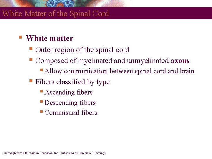 White Matter of the Spinal Cord § White matter § Outer region of the