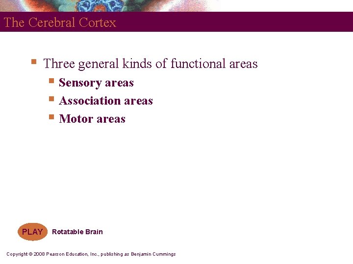 The Cerebral Cortex § Three general kinds of functional areas § Sensory areas §