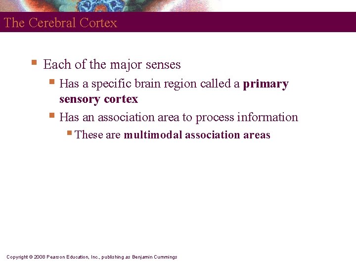 The Cerebral Cortex § Each of the major senses § Has a specific brain