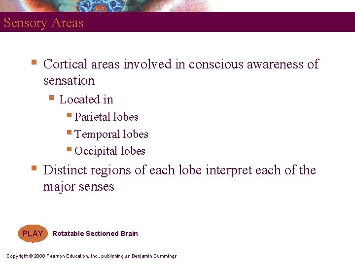 Sensory Areas § Cortical areas involved in conscious awareness of sensation § Located in