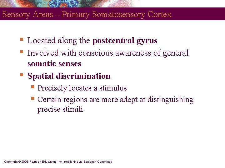 Sensory Areas – Primary Somatosensory Cortex § § § Located along the postcentral gyrus