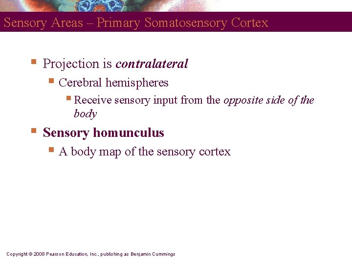 Sensory Areas – Primary Somatosensory Cortex § Projection is contralateral § Cerebral hemispheres §