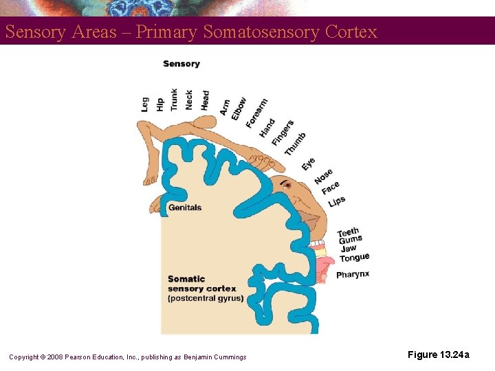 Sensory Areas – Primary Somatosensory Cortex Copyright © 2008 Pearson Education, Inc. , publishing