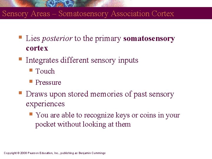 Sensory Areas – Somatosensory Association Cortex § § Lies posterior to the primary somatosensory