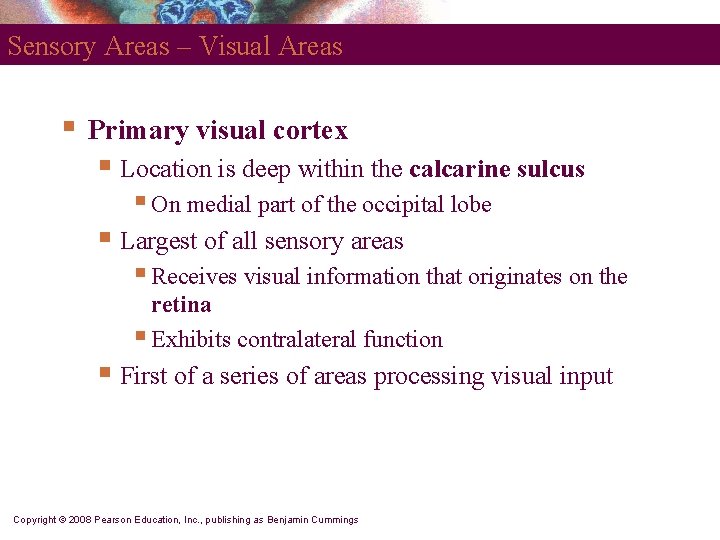 Sensory Areas – Visual Areas § Primary visual cortex § Location is deep within