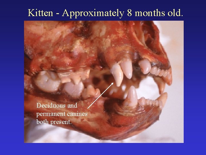Kitten - Approximately 8 months old. Deciduous and permanent canines both present. 