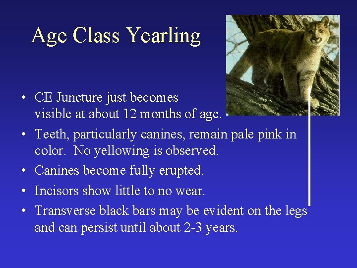 Age Class Yearling • CE Juncture just becomes visible at about 12 months of
