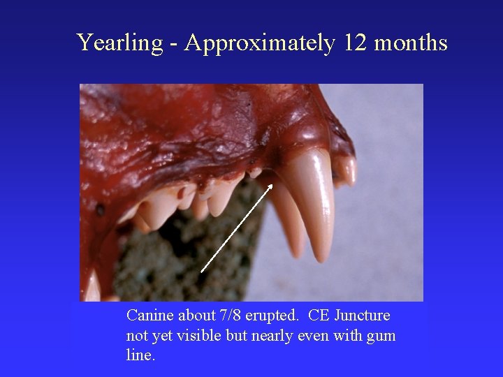 Yearling - Approximately 12 months Canine about 7/8 erupted. CE Juncture not yet visible