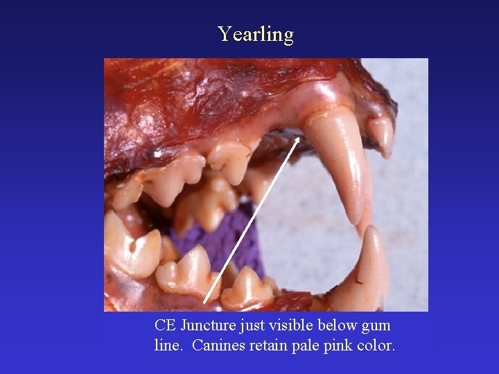 Yearling CE Juncture just visible below gum line. Canines retain pale pink color. 