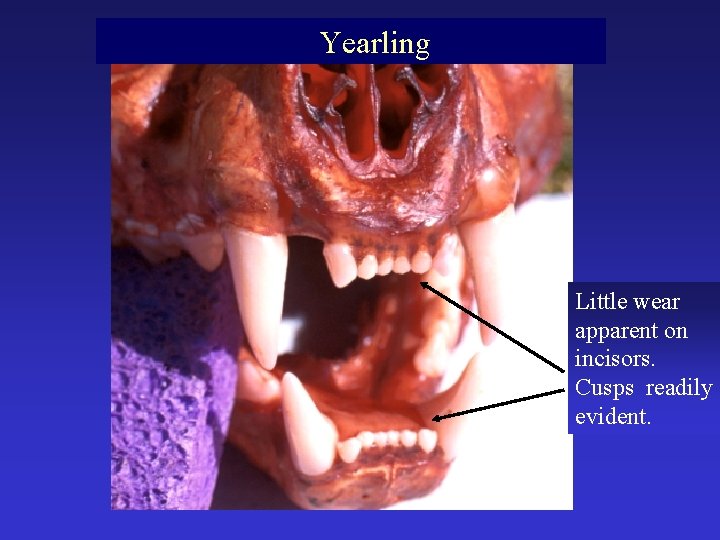 Yearling Little wear apparent on incisors. Cusps readily evident. 