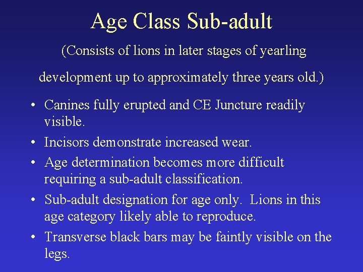 Age Class Sub-adult (Consists of lions in later stages of yearling development up to