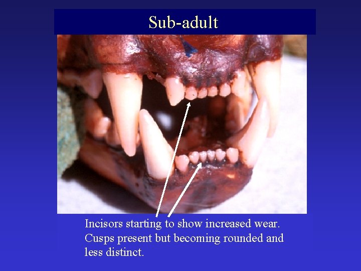 Sub-adult Incisors starting to show increased wear. Cusps present but becoming rounded and less