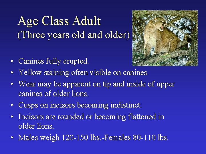 Age Class Adult (Three years old and older) • Canines fully erupted. • Yellow