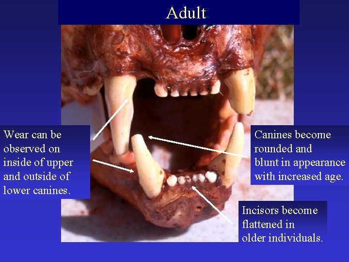 Adult Wear can be observed on inside of upper and outside of lower canines.
