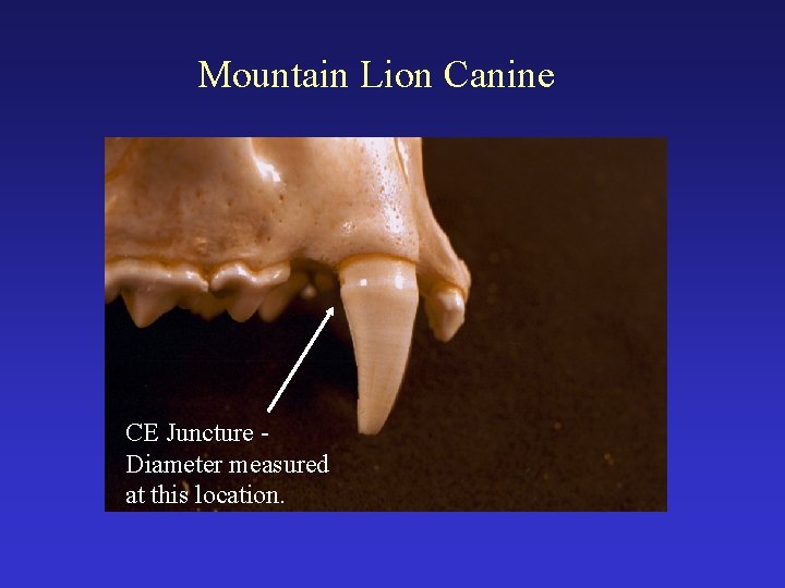 Mountain Lion Canine CE Juncture Diameter measured at this location. 