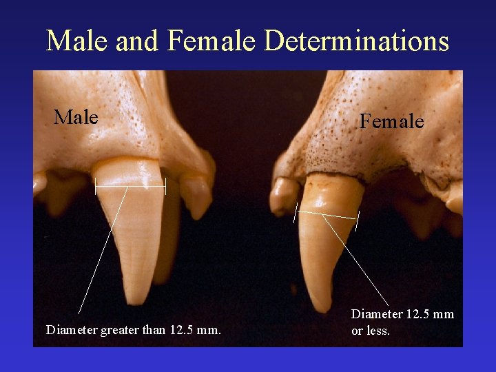 Male and Female Determinations Male Diameter greater than 12. 5 mm. Female Diameter 12.