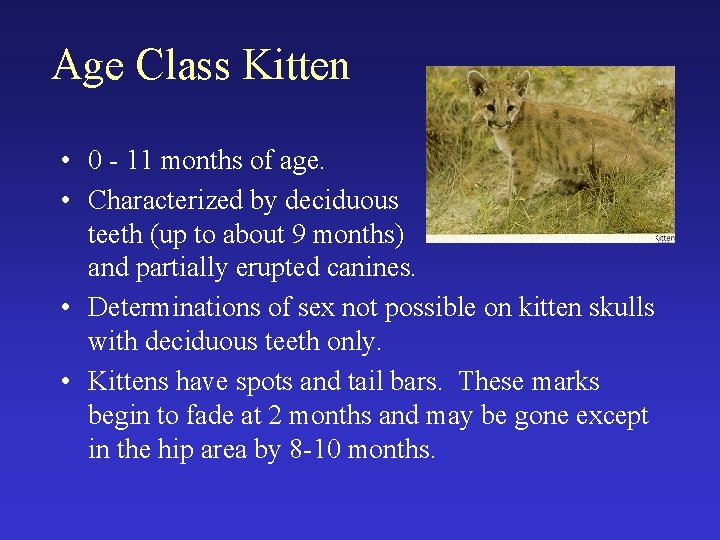 Age Class Kitten • 0 - 11 months of age. • Characterized by deciduous