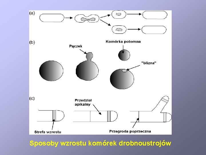 Sposoby wzrostu komórek drobnoustrojów 